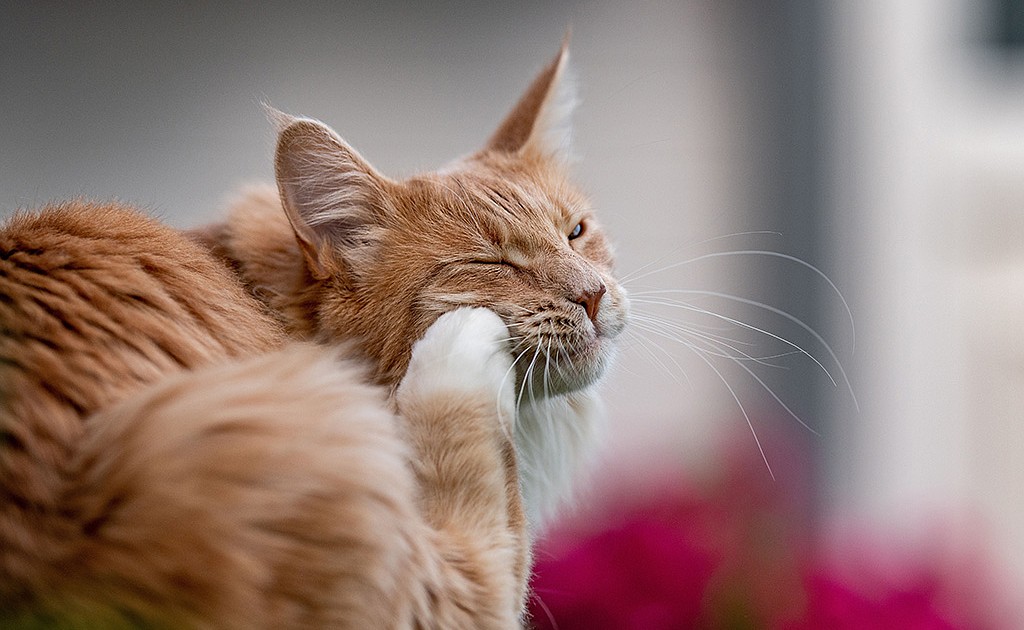 PET TALK Scratching beneath the surface: Keeping pets flea-free