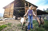 Down on the farm: Lone Lake Farm’s fifth generation raises show livestock for 4-H and FFA