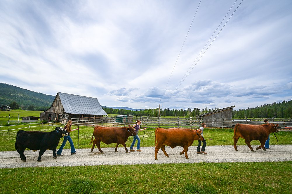 0617_LOC_DIL_Brist_family_FFA_4H-2.jpg.1