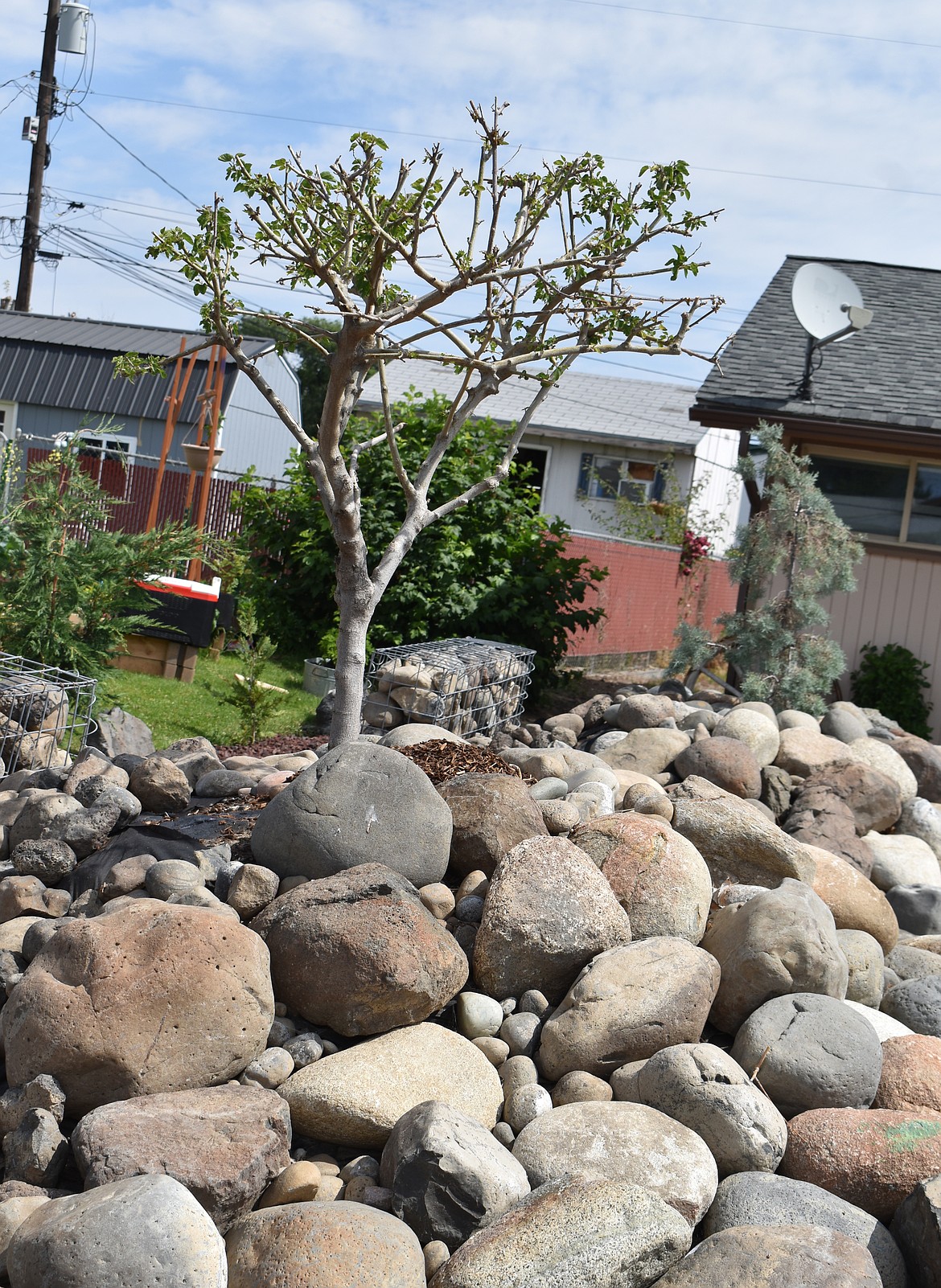 This tree cropped up as a seedling from a neighbor’s tree, Teresa Fields said, and she just let it grow and put a rock cairn around it.