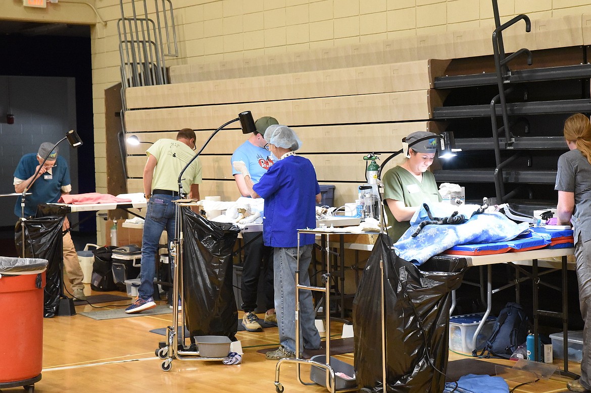 Surgeons and their assistants perform procedures at Montana's Spay/Neuter Clinic June 7, 2025, in Libby. (Scott Shindledecker/The Western News)
