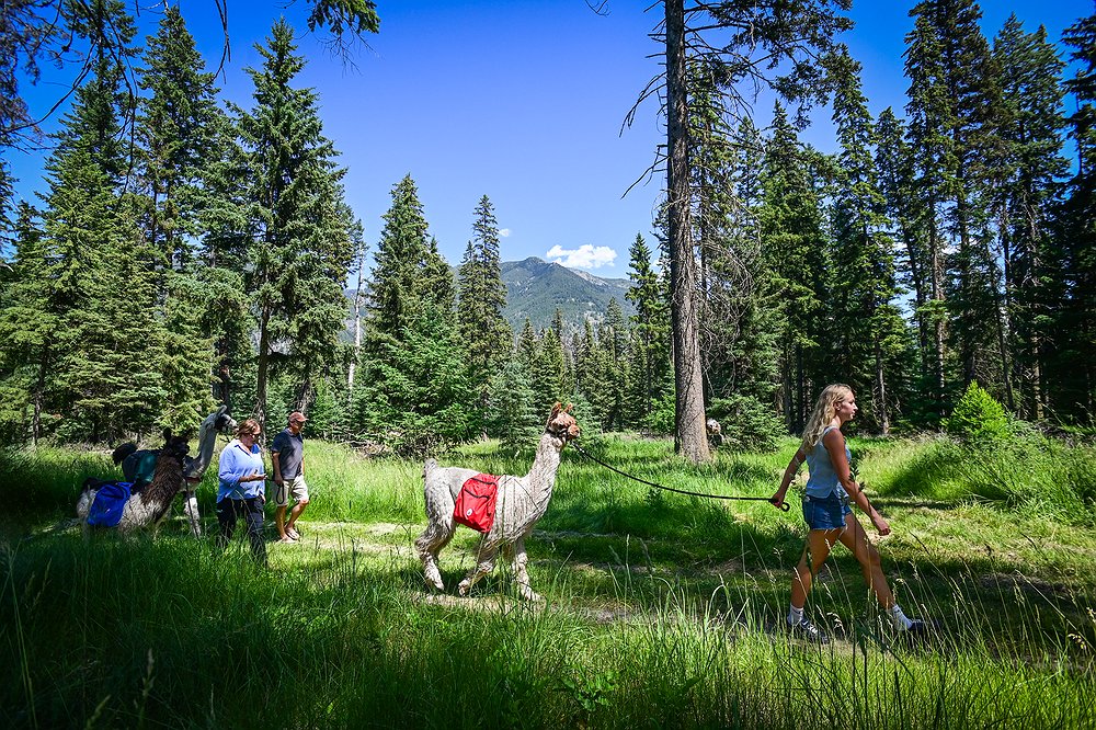 0629_LOC_DIL_Great_Northern_Llama_Co_1.j