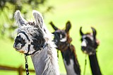 A family llama-cy: Couple takes the lead on family trekking business