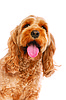 The Exhausted Dad: Random barks — a list of adversaries