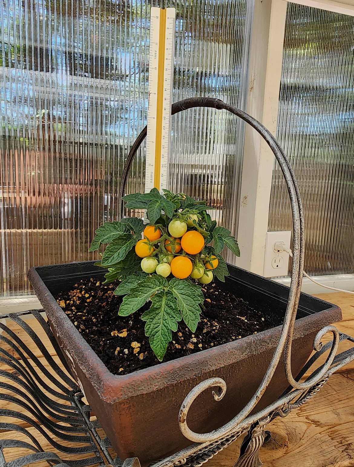 The Orange Hat micro-dwarf cherry tomato will produce fruit throughout the season and requires only a small amount of space in the container.