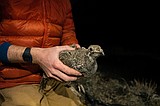 'Cattle and sage-grouse can co-exist'