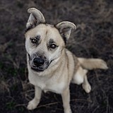 'Fridays with Fido' highlights shelter dogs