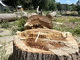 SA... Toppled Trees