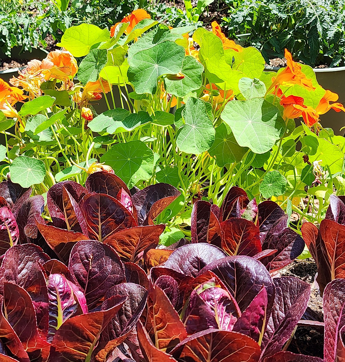 Compact vegetables, such as this mini red romaine lettuce, bring color, texture, and fresh homegrown food to your flowering garden containers.