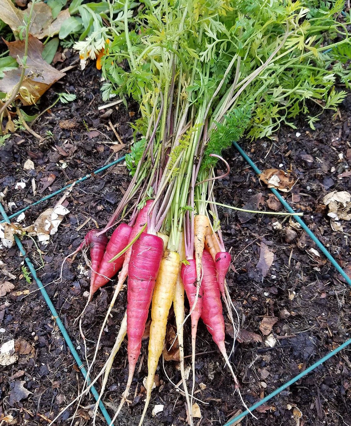 Vegetables such as carrots and tomatoes require a container that is at least 16 inches deep for optimal root development, while most compact vegetables can thrive with 12 inches of depth.