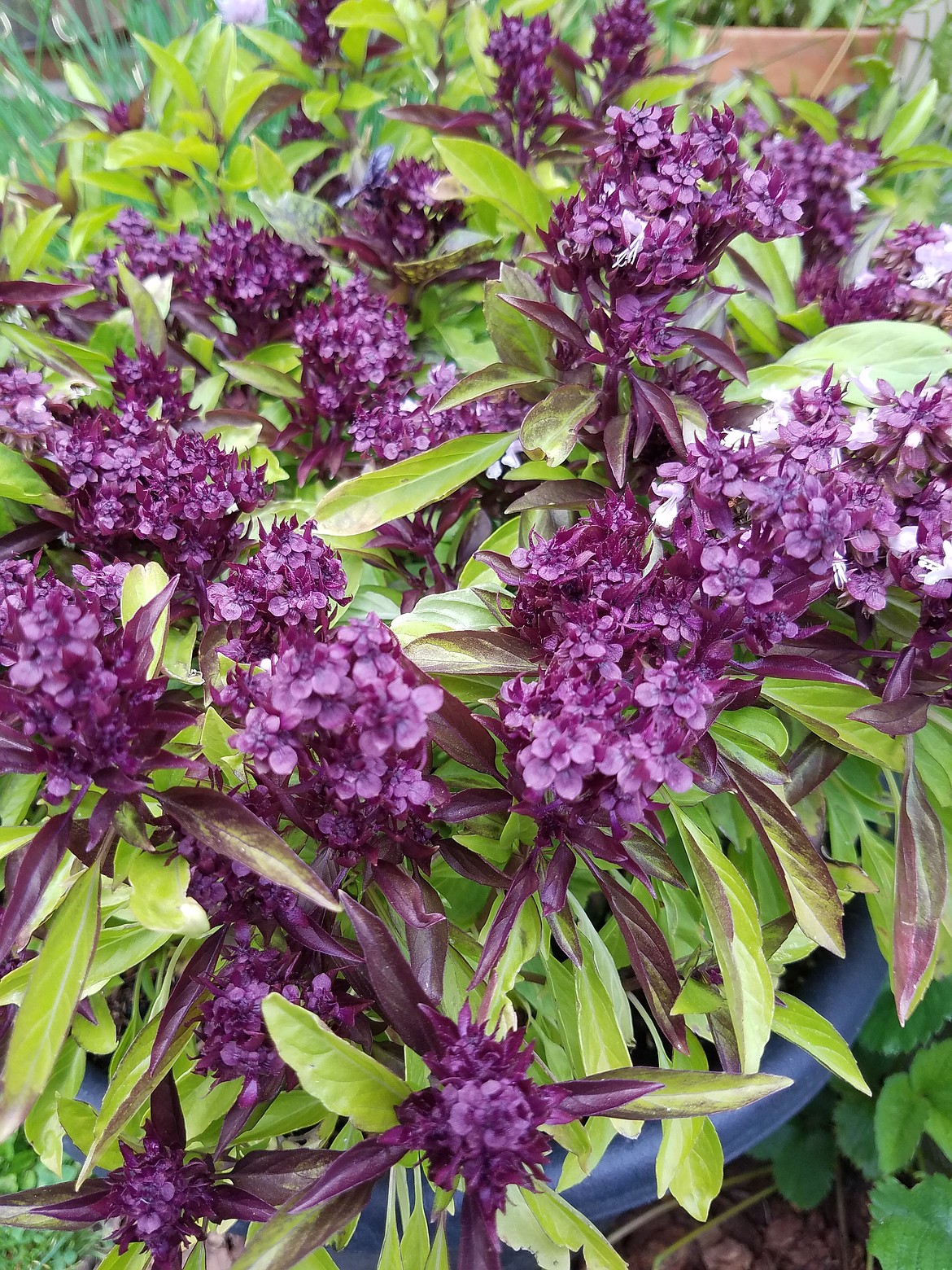 Tomatoes and basil are natural companions in the kitchen and containers. This beautiful Thai basil will deter pests from your tomatoes and add lovely filler to your flower arrangements.
