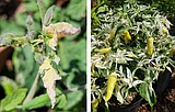 Double the harvest: Beautiful and productive vegetable-flower container ideas