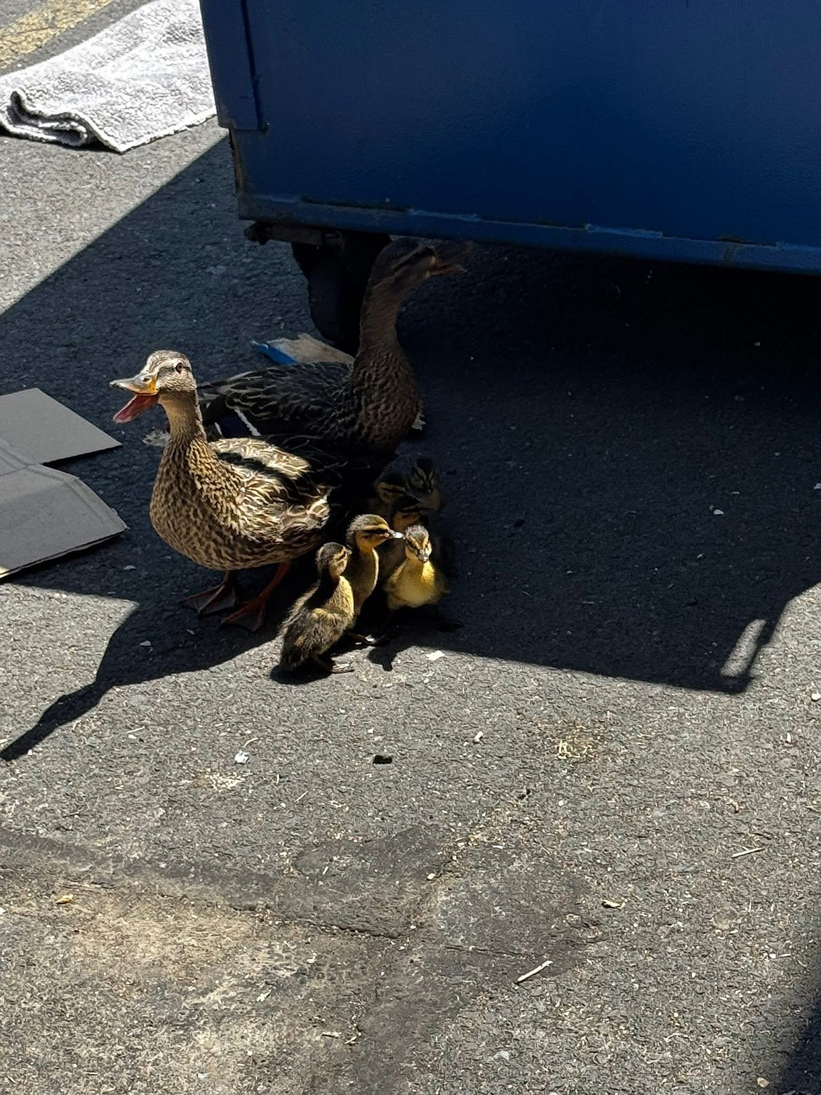 The mother ducks were reunited with their ducklings after the first rescue of the day.