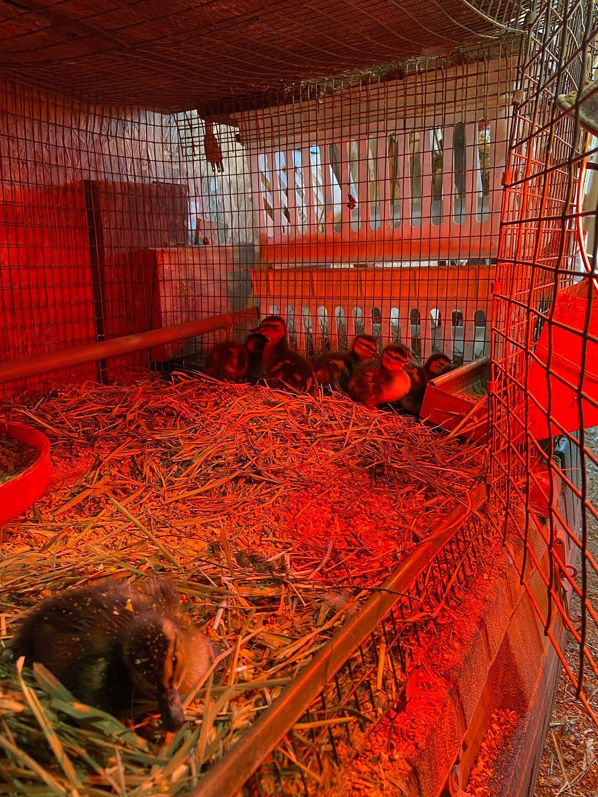 The baby ducks made their way to Battalion Chief Dave Holle and his wife Christine’s homestead where they will be nurtured until they are big enough to fly away. However, the two said the babies are more than welcome to stay at the homestead long-term.