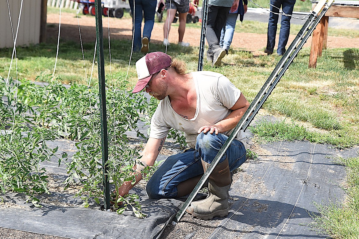 Hoot Owl Farms employee Ethan Kolp checks for weeds Tuesday, June 17, 2025, during a tour with Gov. Greg Gianforte. (Scott Shindledecker/The Western News)