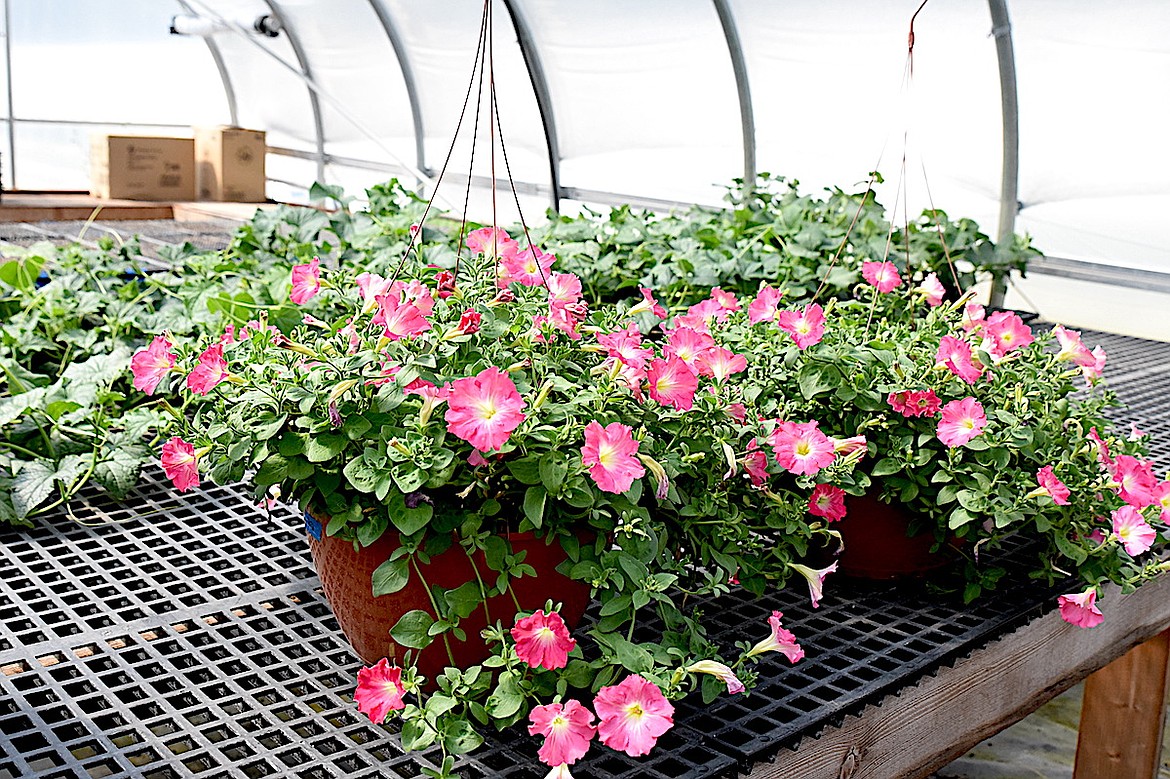 Potted plants are among the many colorful and delicious offerings found at Hoot Owl Farms, located north of Libby on Highway 37. (Scott Shindledecker/The Western News)