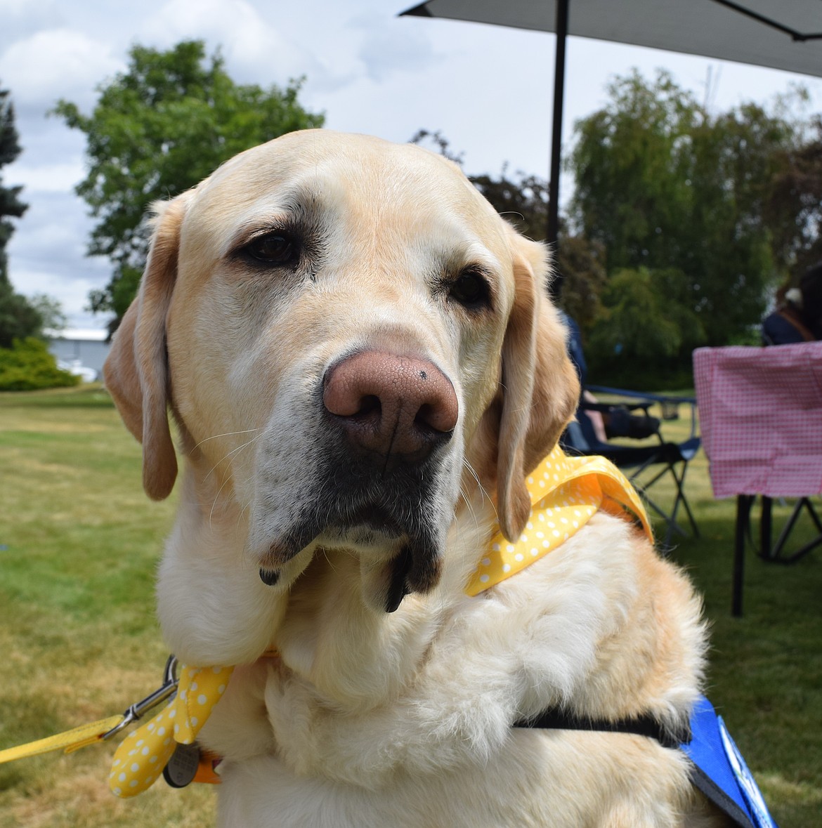 Kids Hope Facility Courthouse Dog Valor makes an appearance at the Moses Lake Family Picnic Saturday. He helps calm children when they have to make court appearances.