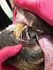Creature Crowns of Post Falls gives bear big smile