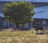 Moose causes Soap Lake dog park closure
