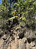 Nettleton Gulch fire at 38 acres, 0% containment