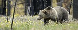 Grizzly bear euthanized in Island Park