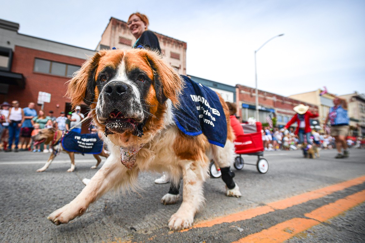 Dogs with the Flathead Valley Shelter Friends walk down Main Street in the Kalispell 4th of July Parade on Friday, July 4. (Casey Kreider/Daily Inter Lake)
