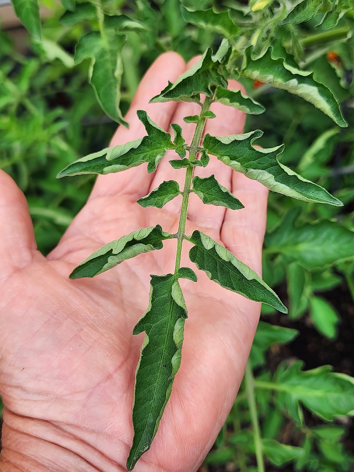 Physiological leaf roll is a common indicator of heat stress, as shown here. However, if leaves are unhealthy and yellowing, it may signal tomato yellow leaf curl virus.