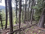 BLM to sell Shoshone County timber