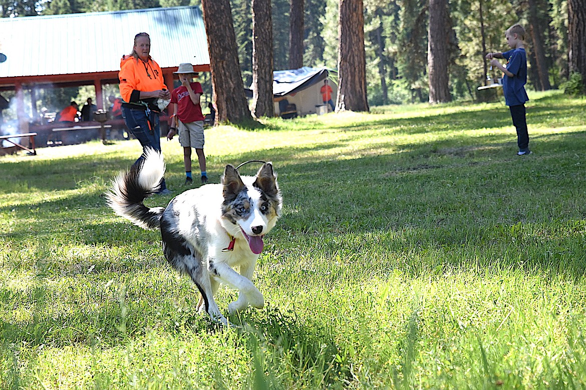 Lacie, a seven-month-old Border Collie, and her handler, Flathead Search and Rescue's Sarah work on finding lost people using their scent Sunday, June 29, 2025, during a training rendezvous at Fawn Creek Campground. (Scott Shindledecker/The Western News)