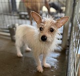 Looking for his best fur-end