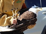 Birds of Prey Northwest releases rehabbed bald eagle at Rockford Bay