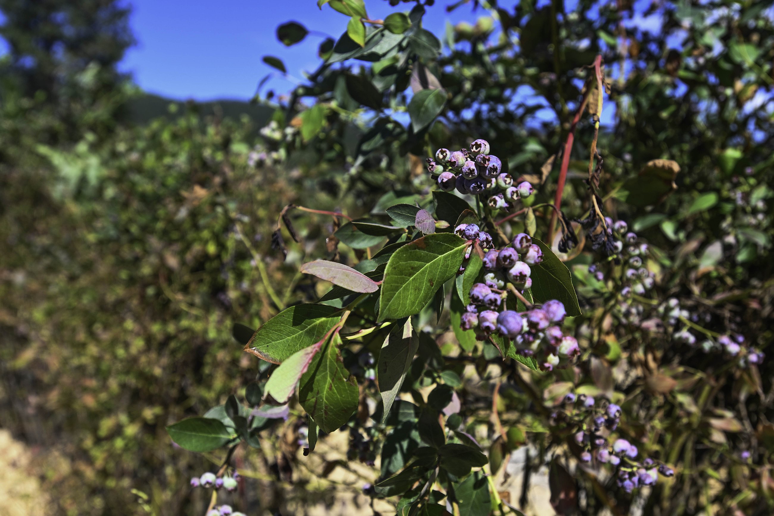 HiddenMeadowsBerries_Heston_3_of_5.jpg.2