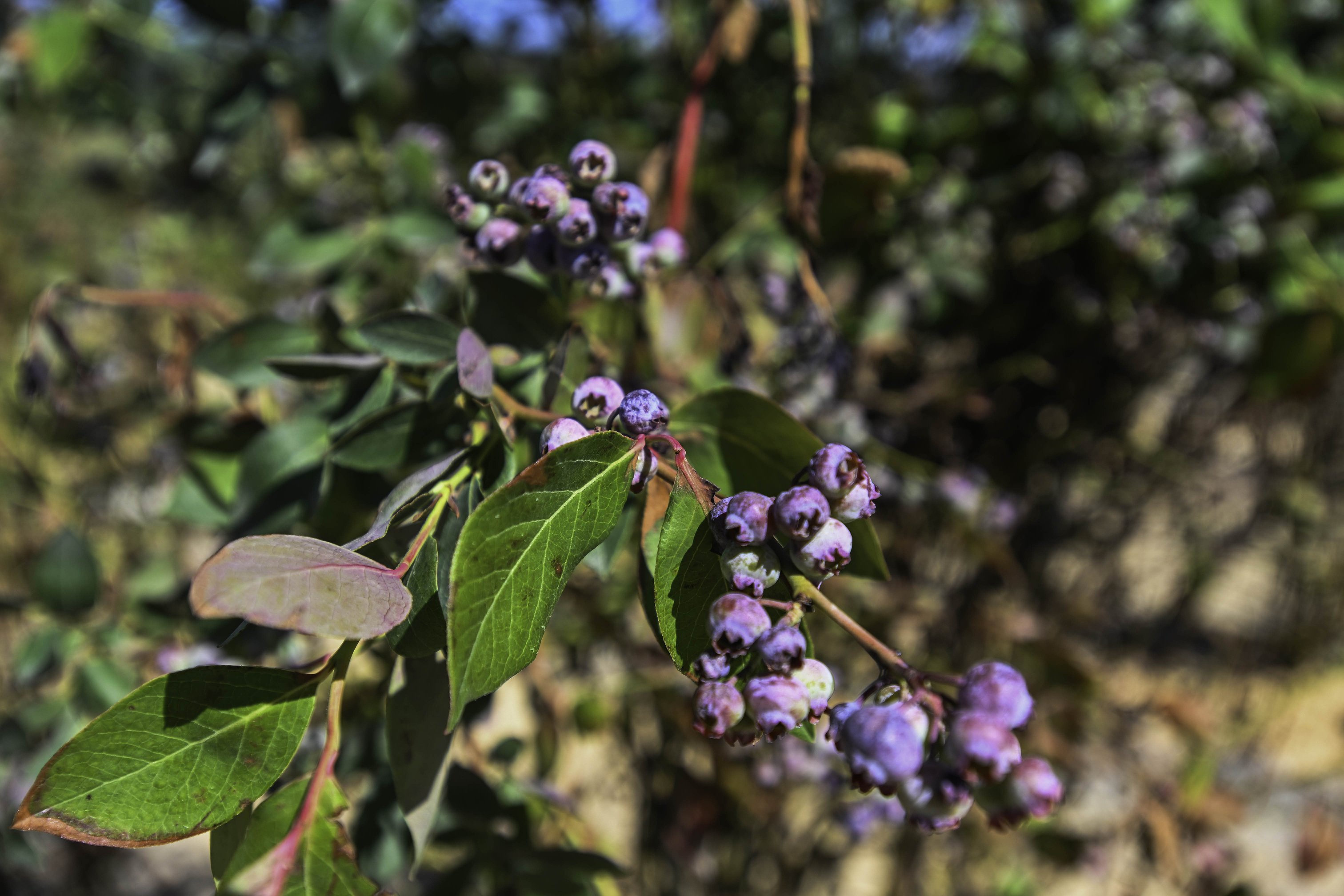 HiddenMeadowsBerries_Heston_4_of_5.jpg.3