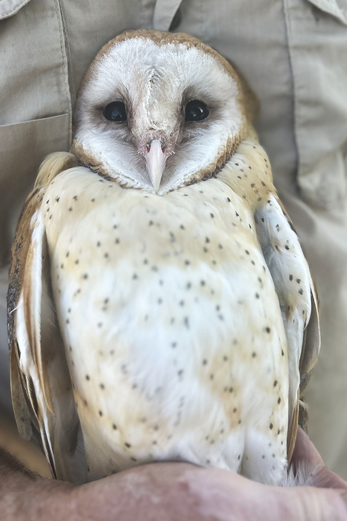 This barn owl was released by  Birds of Prey Northwest on Monday in the Plummer area after spending a few months at the St. Maries center as it recovered from injuries.