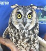 SA for outdoors......Owls return to the wild