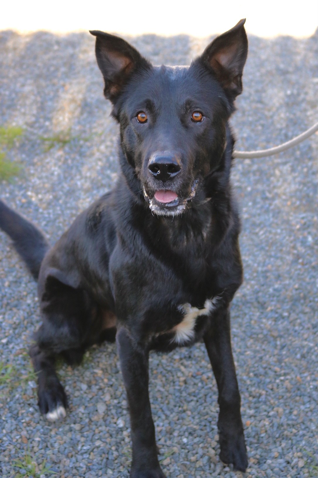 A dog up for adoption with Rescuing Cujo in Montana.