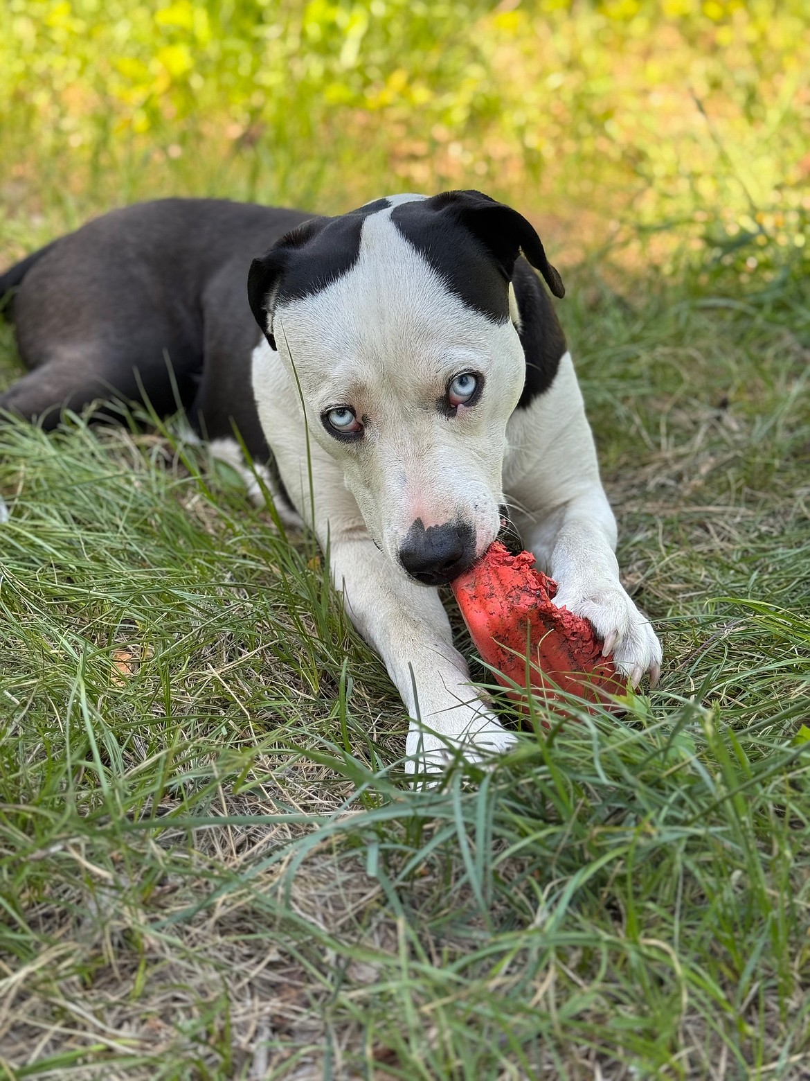 A dog up for adoption with Rescuing Cujo in Montana.
