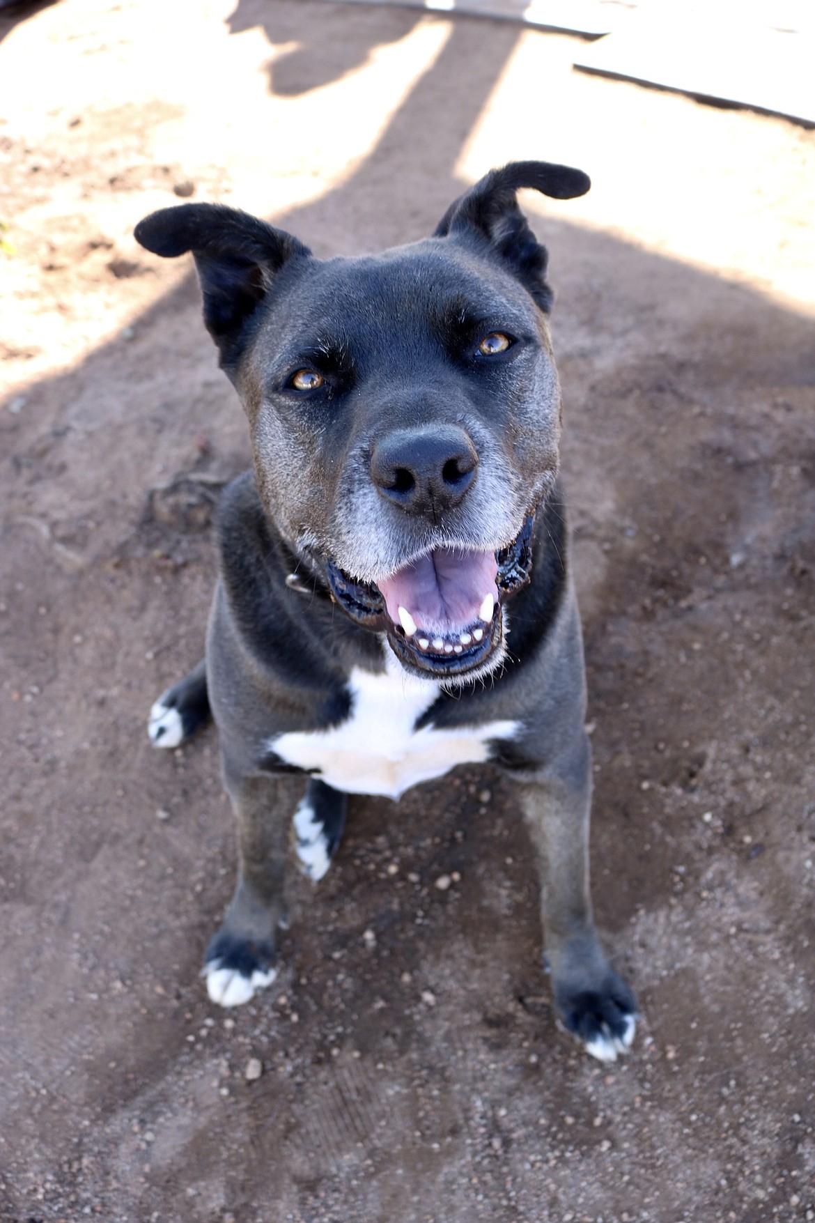 A dog up for adoption with Rescuing Cujo in Montana.