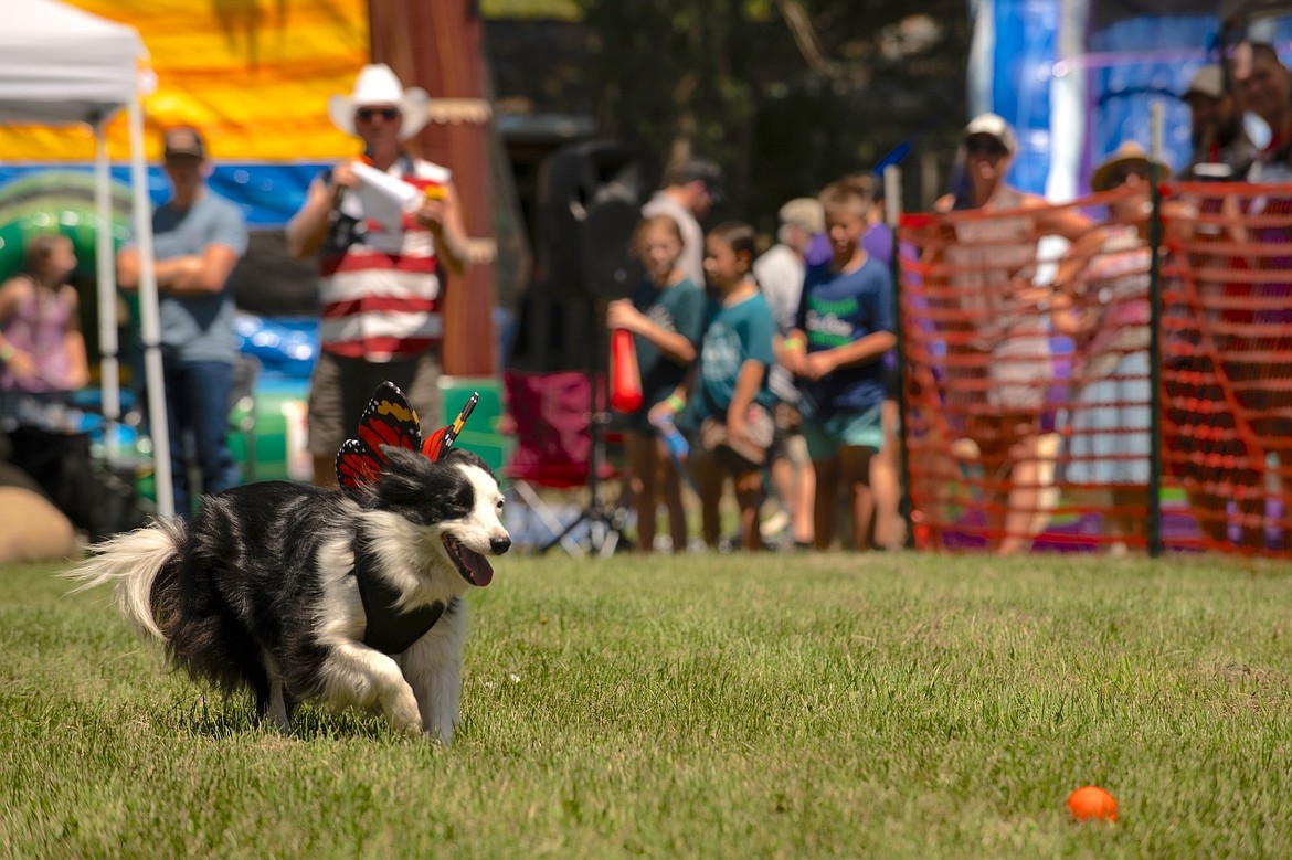 Nimble Border Collie chases after her ball in the Good Old Days dog races, held July 12 during Good Old Days. (Emily Messer photo)