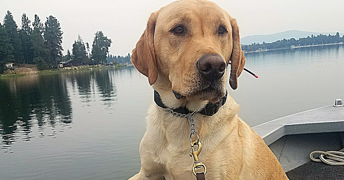 Fish and Game K-9 Officer Hudson in the Panhandle Region is retiring