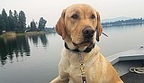 Fish and Game K-9 Officer Hudson in the Panhandle Region is retiring