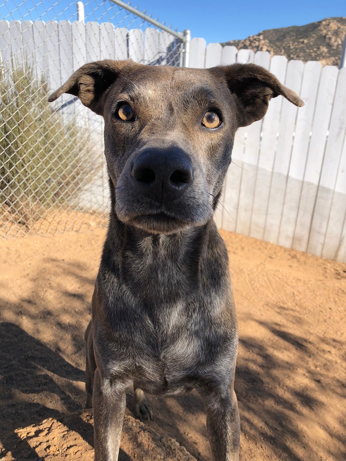 A dog up for adoption with Rescuing Cujo in Montana.