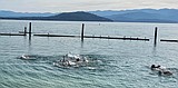 Sandpoint Sharks to host open water swim July 31