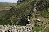 They cut down England’s beloved Sycamore Gap tree. Now they face over 4 years in prison