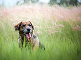 Close encounters of the venomous kind: Keeping pets safe during snake season