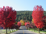 City tackles tree replanting after sudden removal