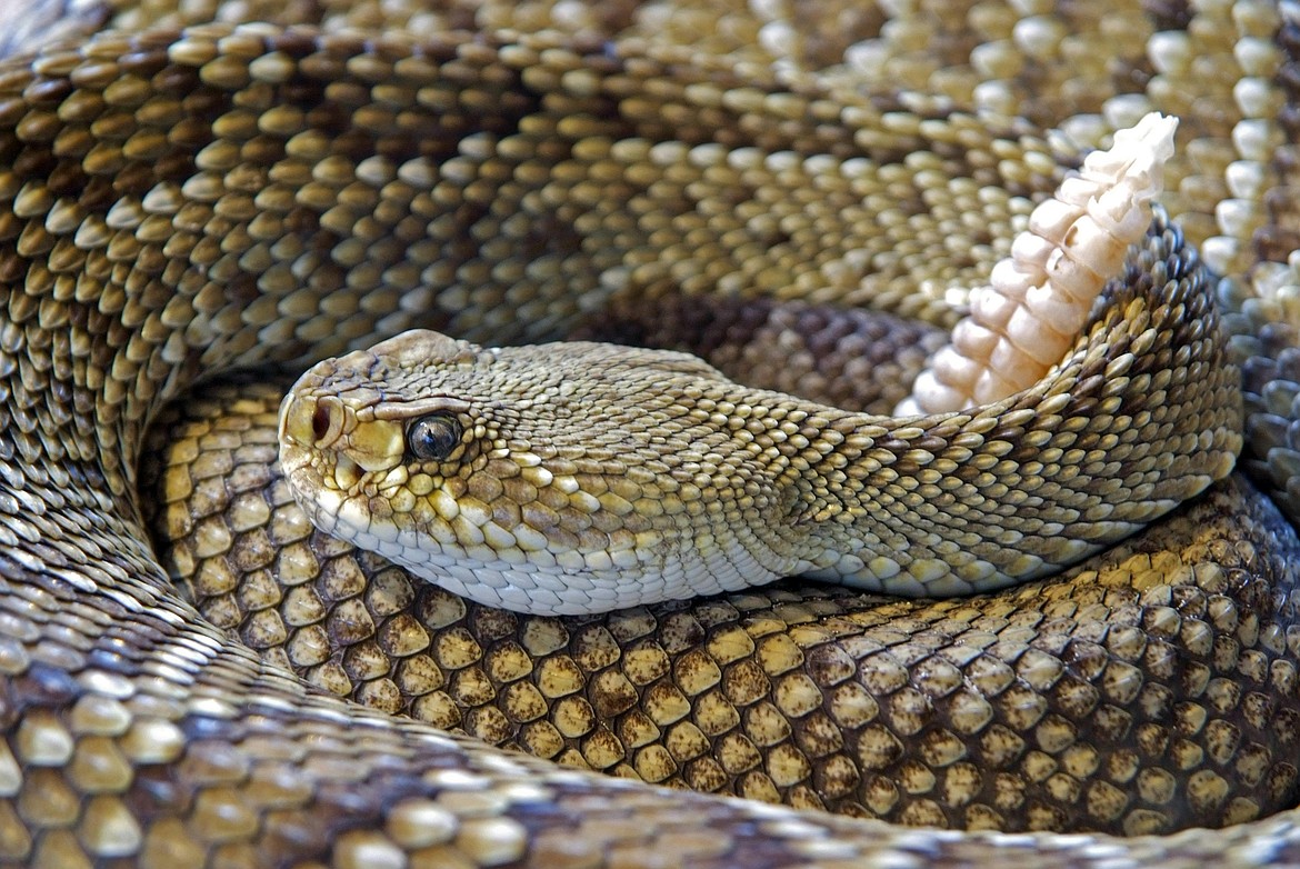 Close encounters of the venomous kind: Keeping pets safe during snake ... - Raising Pet Pet Venomous Snakes