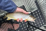 Nonnative brown trout found in Flathead River