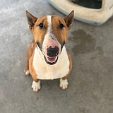 Scrappy searching for the spotlight