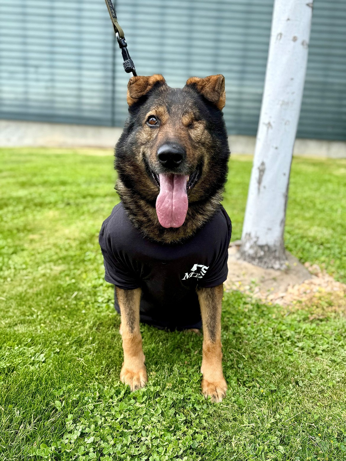 Moses Lake Police Department K9 Chief poses in new gear the department is selling to raise funds for the K9 departments.
